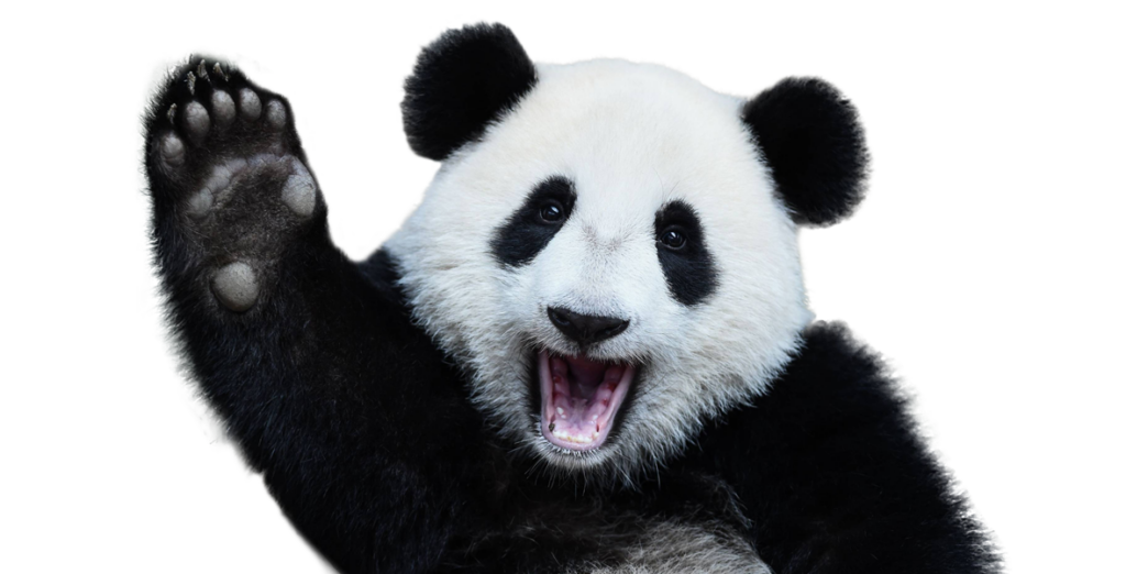 Web Design, SEO, Managed IT - Panda Rose