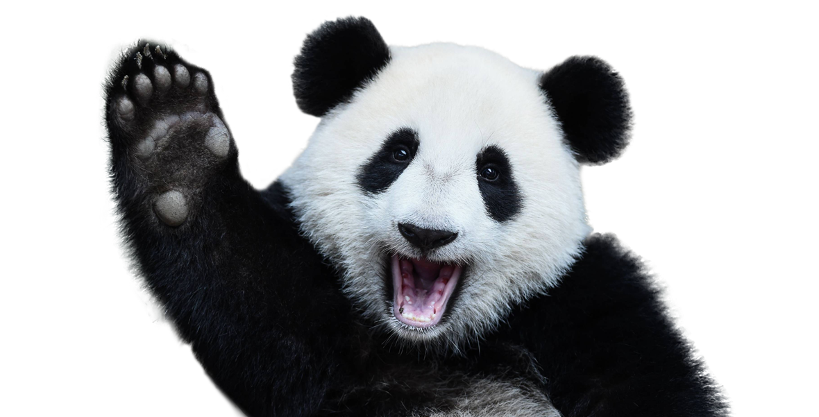 Web Design, SEO, Managed IT - Panda Rose