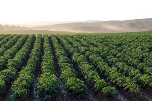 field of green leafy potato plants